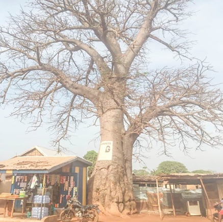 The giant baobab tree with shops underneath