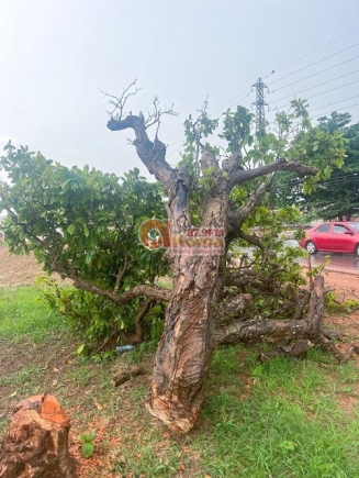 Historical Cola Tree Believed To Have Been Planted By Famous Komfo