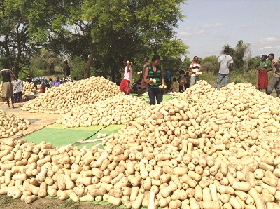   Some of the farmers working on the butternut after harvesting.