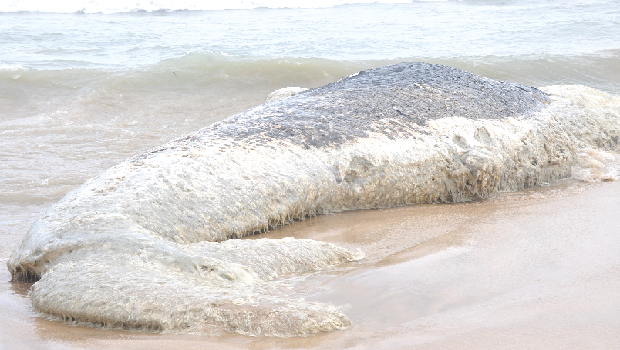 The whale washed ashore at Kokrobite near Accra. Picture: SAMUEL TEI ADANO