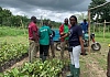 Ms. Jasmine Ivy Wereh, the Chief Executive Officer of Coffee Magnifico inspecting some seedlings before distribution 