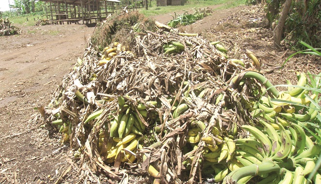 30% of agric produce kept outside post-harvest facilities