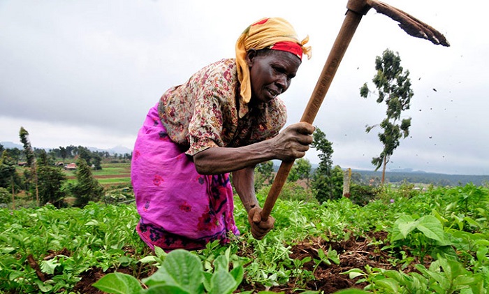  Slump in agric worrying - ISSER