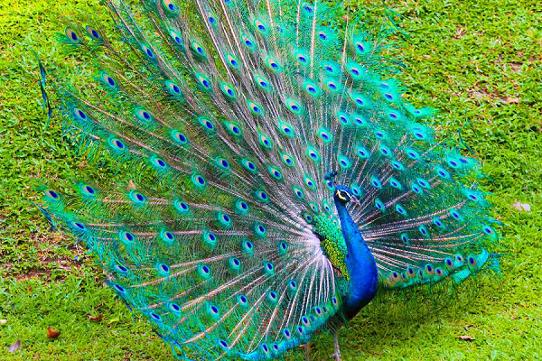 Why does the peacock raise his feathers?