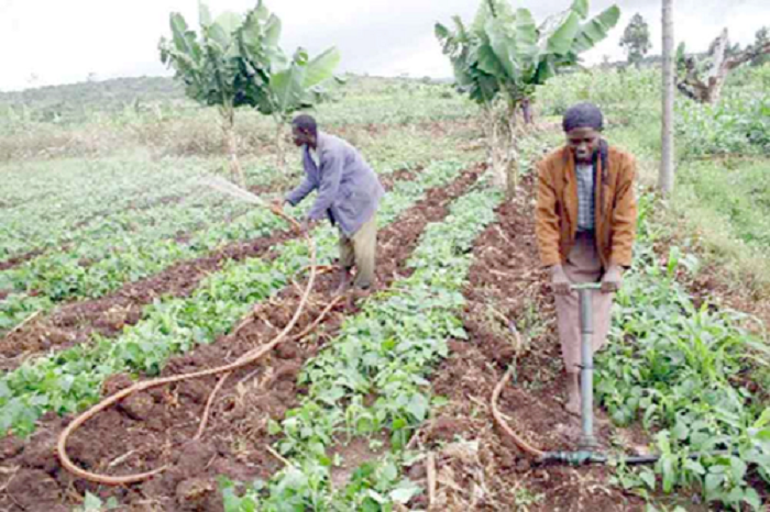 Many smallholder farmers risk being cut off from the Planting for Food and Jobs programme  