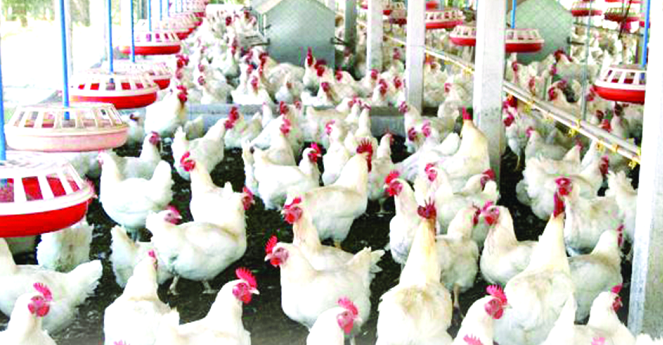 Poultry farmers demand speedy help in order to revamp the industry