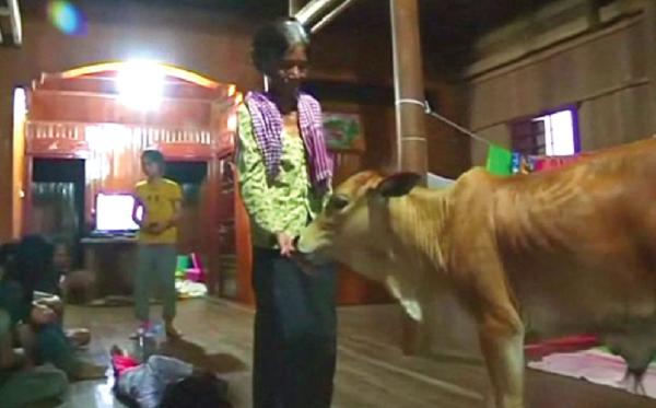 The calf is now a minor celebrity in Cambodia.
