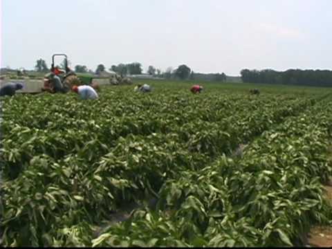 6,150 Farmers join Planting for Food and Jobs programme in C/R