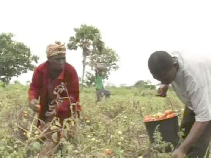 Tomatoes from Upper East Region are often perished on the farms due to poor market 