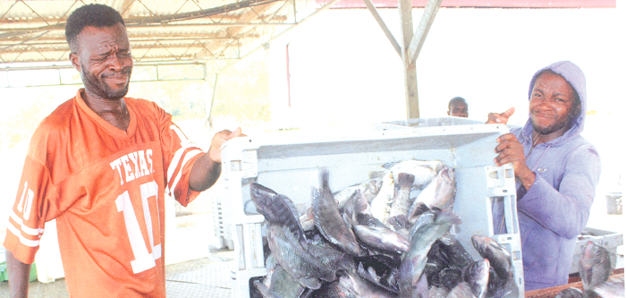 Ghana issued accreditation to inspect, certify fish products for export -  GEPA Buyer Portal