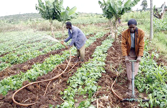 Support to Smallholder farmers  will sustain their livelihoods­ and ensure food security