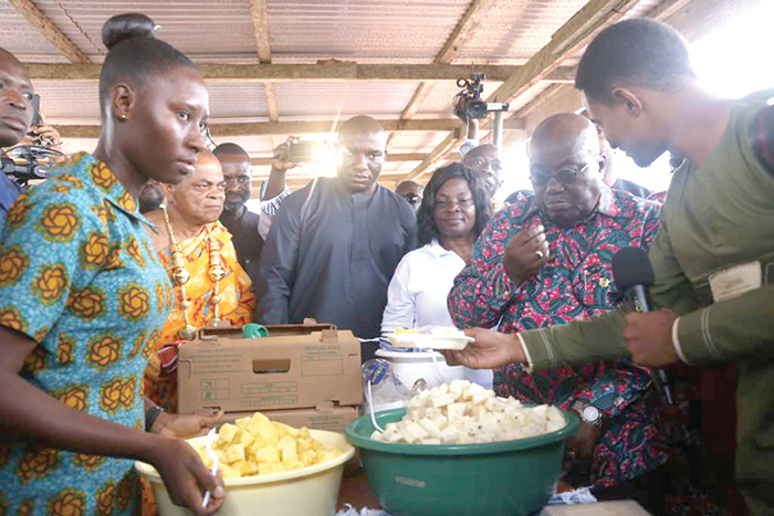 Flashback: President Akufo-Addo tasting some pineapples at the farm for the fruits processing factory