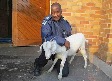 Man caught in bed with a goat found guilty of bestiality