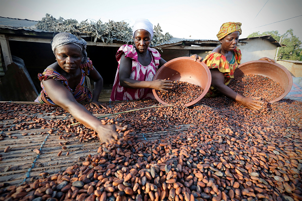 Only 20% of cocoa processed locally; Still short of gov’ts 50% target