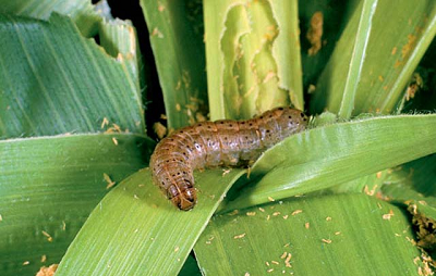 Fall armyworm