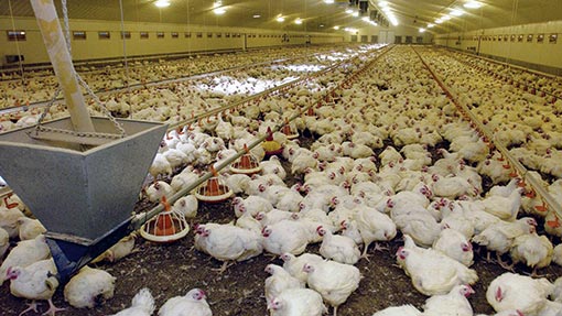 GNAPF to undertake nationwide biometric registration of poultry farmers