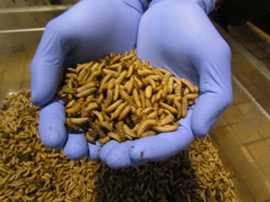 Cycle Farms opens first insect-based fish feed factory in Ghana