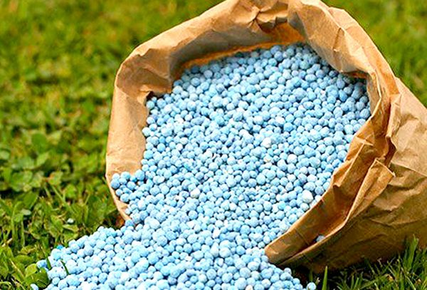  Government needs to channel subsidised fertiliser to farmer groups