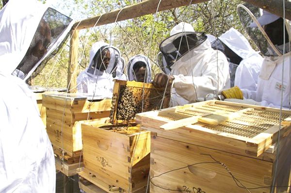 The beekeeping industry can offer employment to many