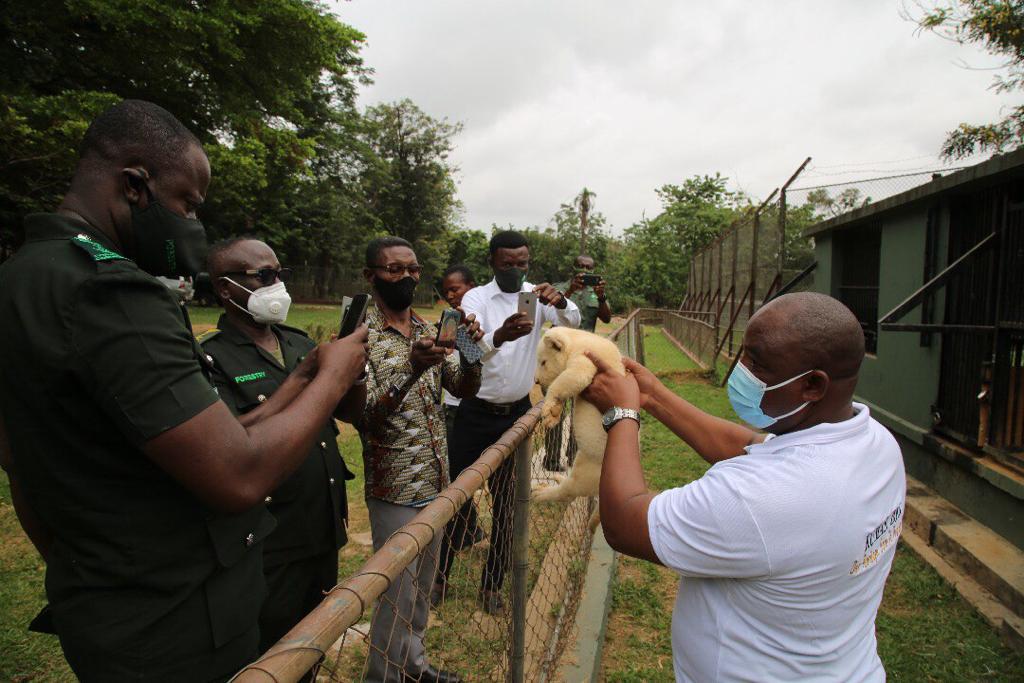Dr Meyir K. Ziekah (right), Manager, Kumasi Zoological Gardens, showing some visitors a 7-week-old lion cub, at the Kumasi Zoo. PICTURE BY EMMANUEL BAAH