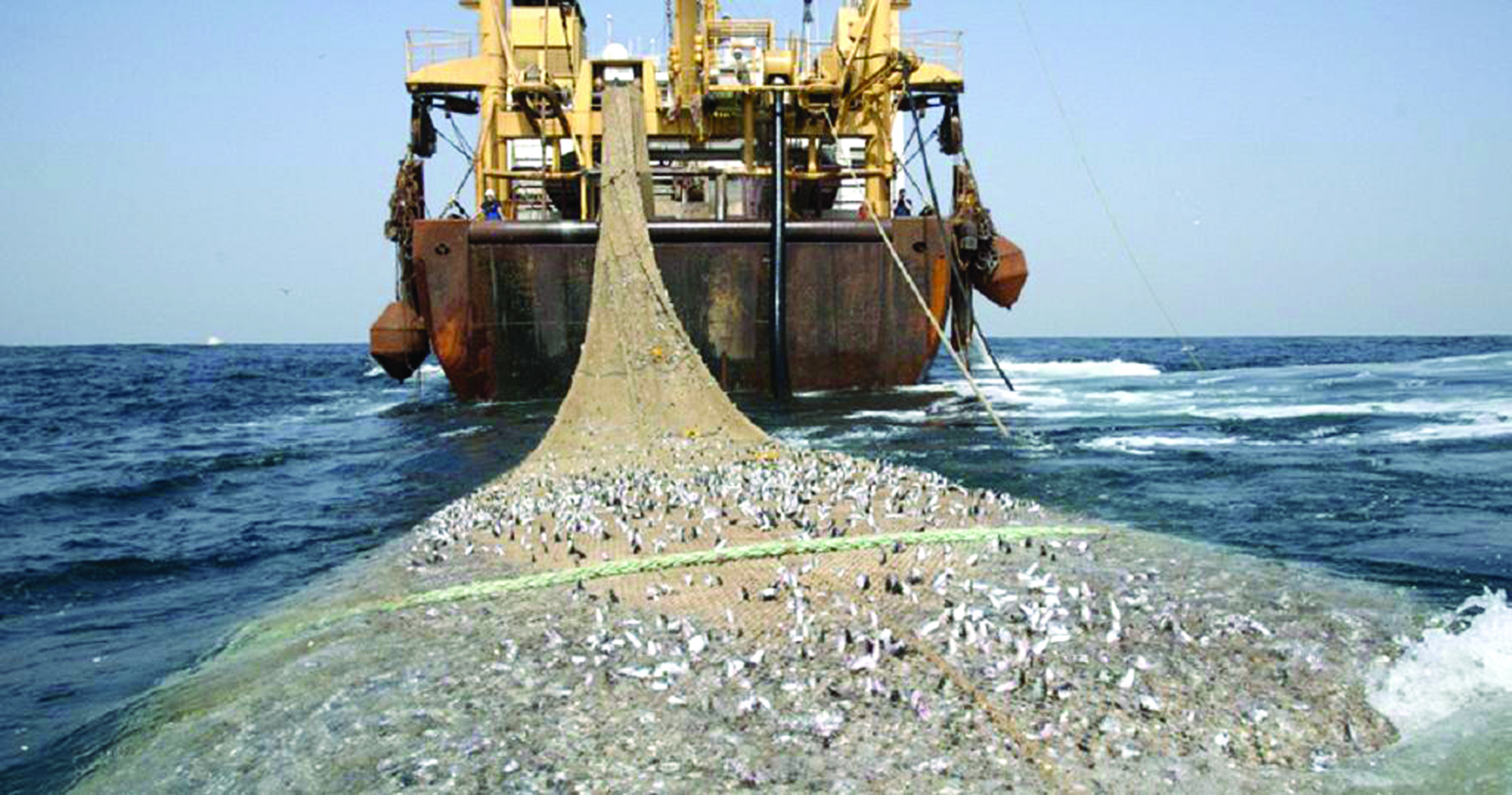 Rising illegal fishing is depleting fish stock in the country's marine sub-sector