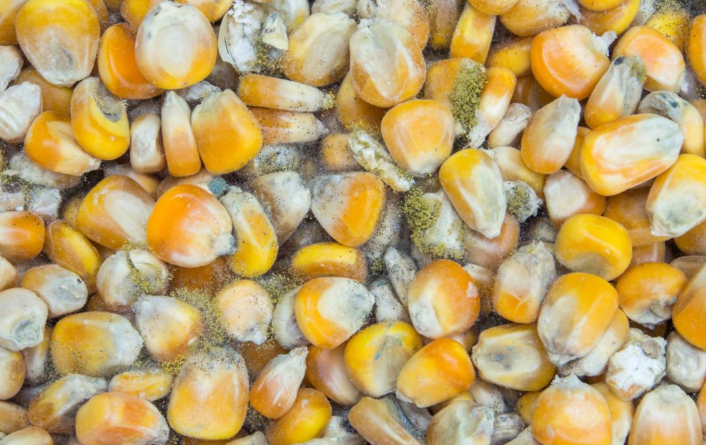 Ghana Standards Authority hits markets with aflatoxin campaign