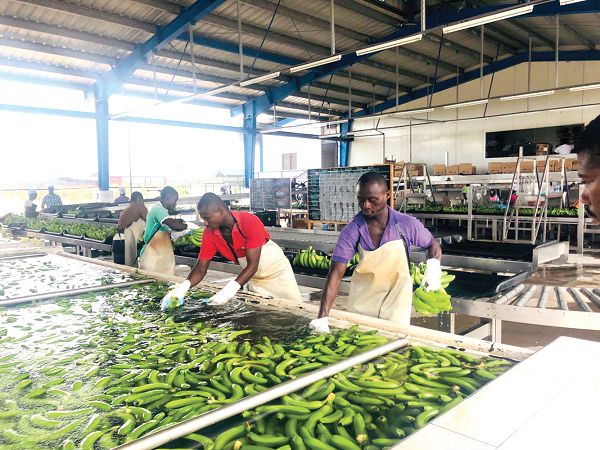 Workers of Golden Exotics working on bananas which will be exported 