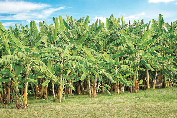 A banana farm at Moonlight Fresco Ltd