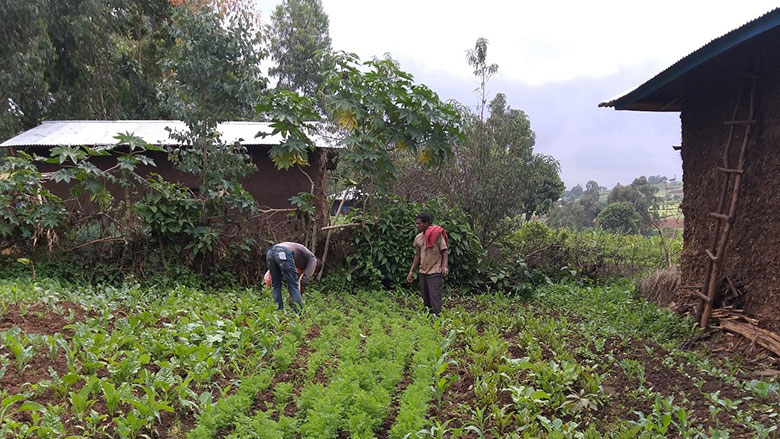  Modern agricultural extension in Ghana covers a wide sector of services including improvement in production