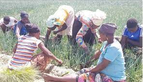  Experts say reliable irrigation can increase agric production