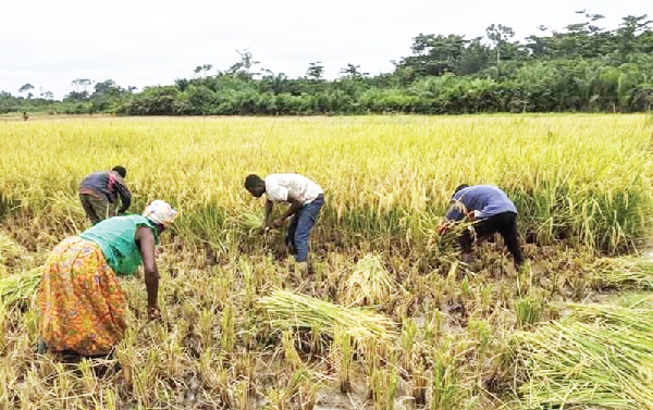 Central Region to revolutionise rice production