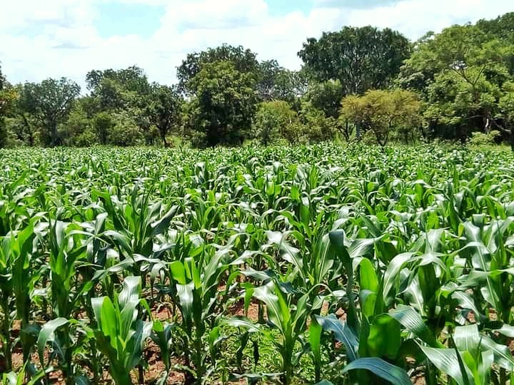 NSS acquires 20,000 acres for commercial farming - Graphic Online