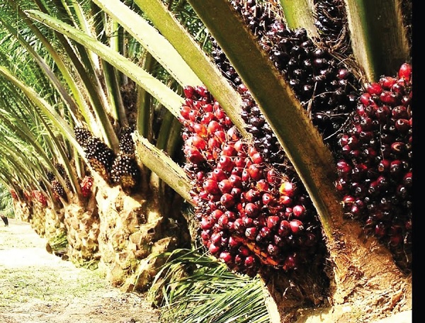  Oil Palm tree with truits