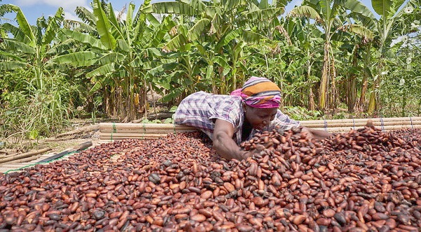 Mid-Year Budget Review: A boost for cocoa farmers - Graphic Online