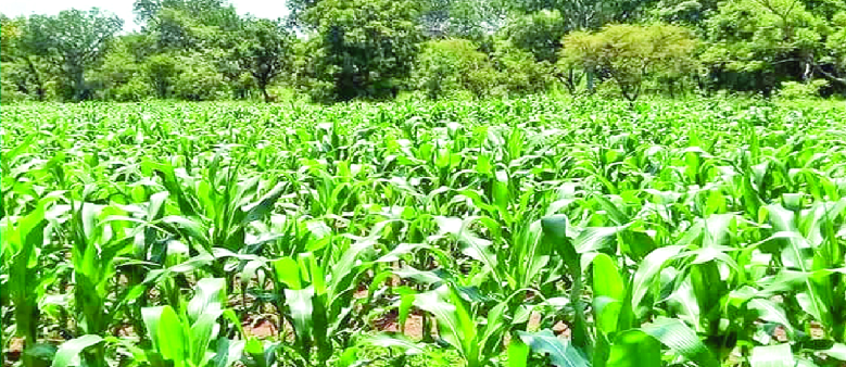 Agric sector requires support before next farming season