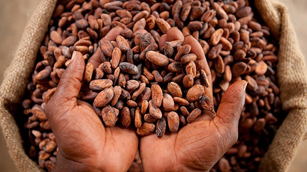 Harnessing opportunities in surging world cocoa prices for Ghana's economic development