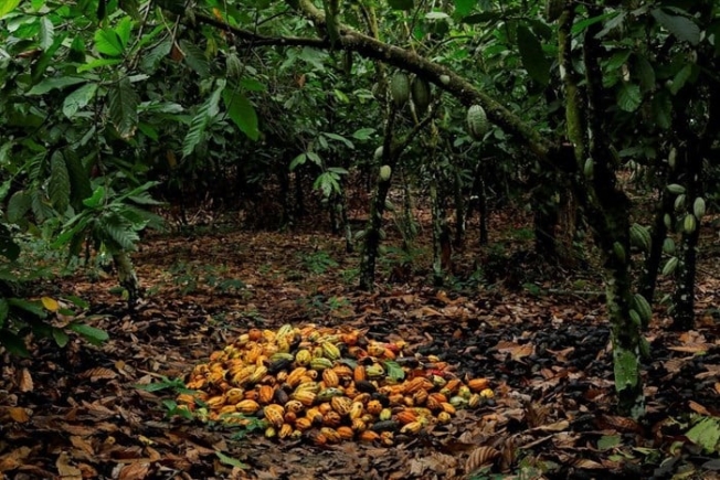 Cocoa prices hit highest in 12 years in New York