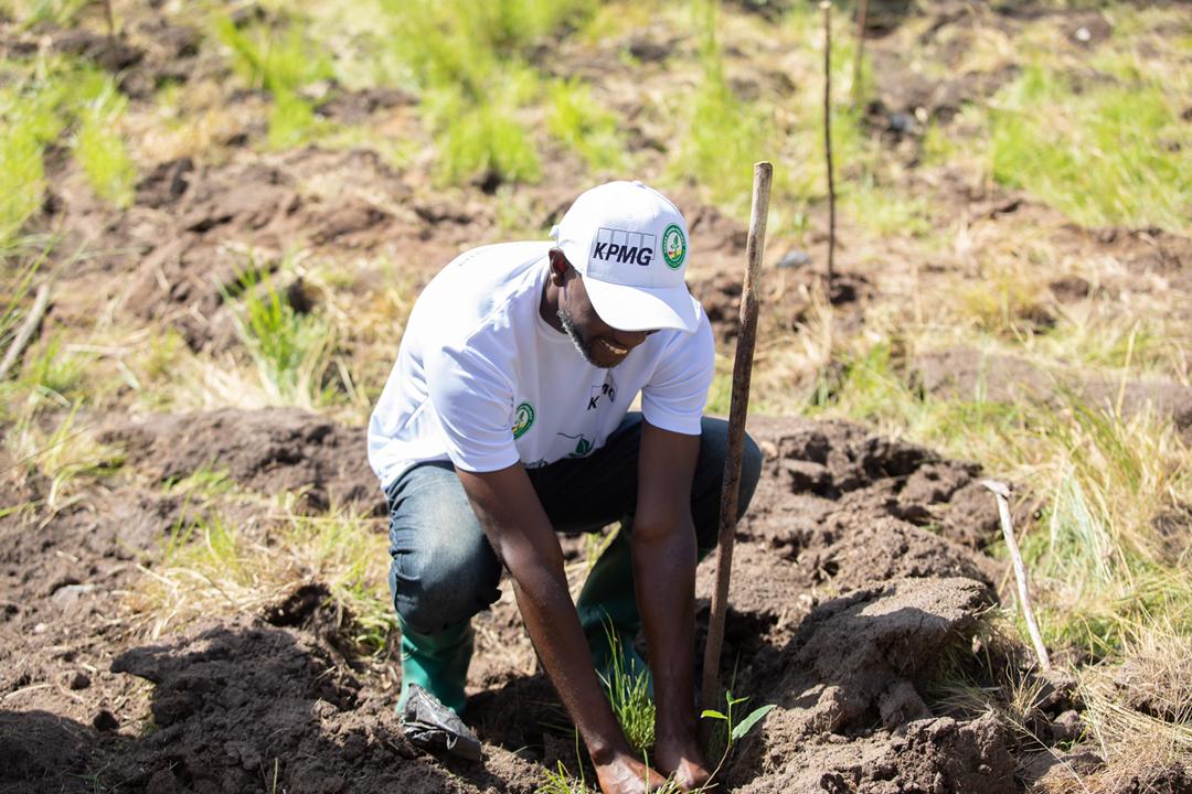 Green Ghana Day: KPMG plants 2,500 trees in Chipa Forest Reserve