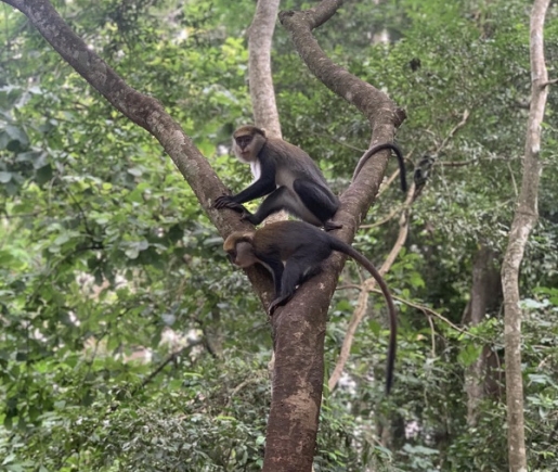 Living with monkeys at Boabeng- Fiema