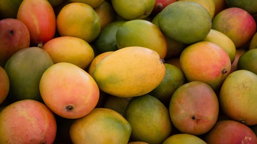  FDA warns against chemical ripening of mangoes