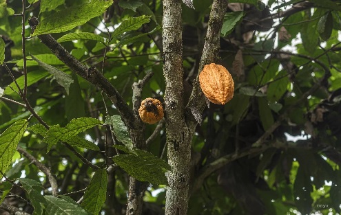 Ghana to expand cocoa rehabilitation with $200m World Bank loan ...