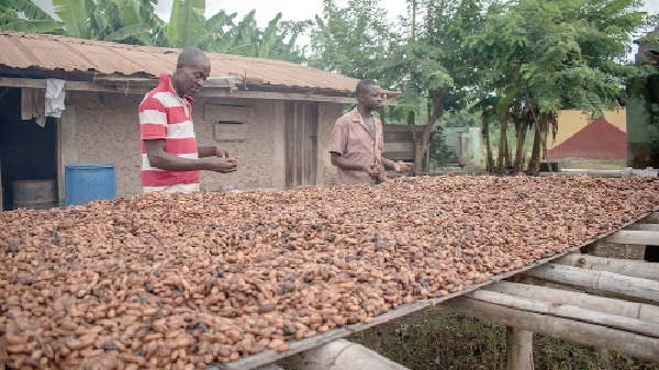 Cocoa yields to rebound: 800,000 tonnes expected this year