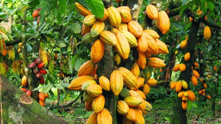 Renewed pledge to cocoa farmers apt