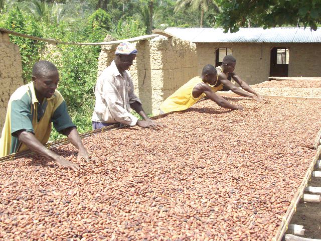 Government maintains GH¢7,600 for cocoa in the face of free fall of ...