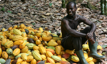 Ghana cocoa