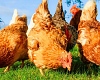 Towns in France and Belgium have been giving out free chickens for years to combat food waste