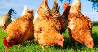 Towns in France and Belgium have been giving out free chickens for years to combat food waste